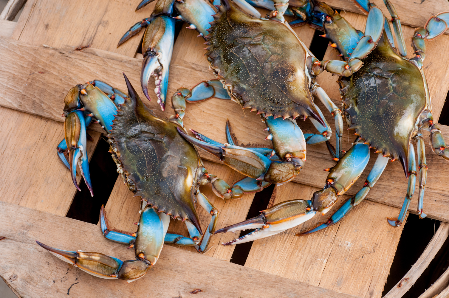Maryland blue crabs from Harbour House Crabs