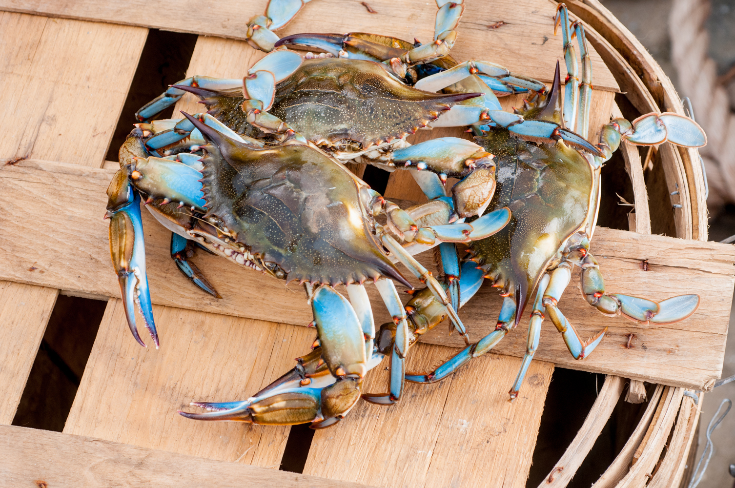 Maryland Blue Crab Trivia: Fun and Fascinating Facts About These Tasty  Crustaceans - Blog - Harbour House Crabs